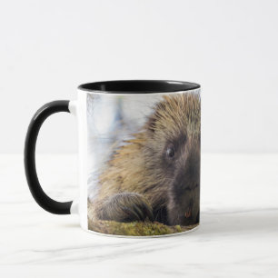 Sluiting van de porcupine in een boom mok