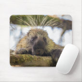 Sluiting van de porcupine in een boom muismat (Met muis)