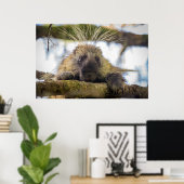 Sluiting van de porcupine in een boom poster (Thuiskantoor)