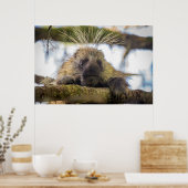 Sluiting van de porcupine in een boom poster (Keuken)