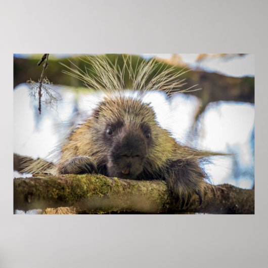 Sluiting van de porcupine in een boom poster (Voorkant)
