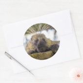 Sluiting van de porcupine in een boom ronde sticker (Envelop)