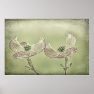 Sluiting van de roze Dogwood Blossom   Seabeck, WA Poster