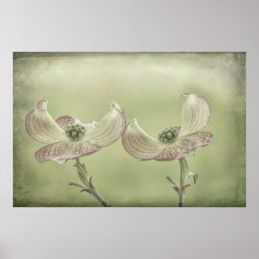 Sluiting van de roze Dogwood Blossom | Seabeck, WA Poster (Voorkant)