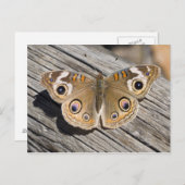 Sluiting van de speenvlinder (Junonia) Briefkaart (Voorkant / Achterkant)