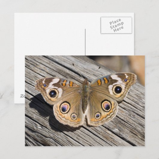 Sluiting van de speenvlinder (Junonia) Briefkaart (Voorkant / Achterkant)