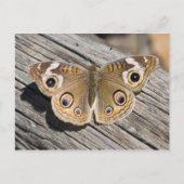 Sluiting van de speenvlinder (Junonia) Briefkaart (Voorkant)