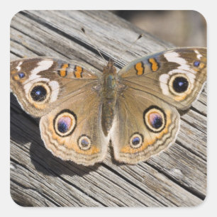 Sluiting van de speenvlinder (Junonia) Vierkante Sticker