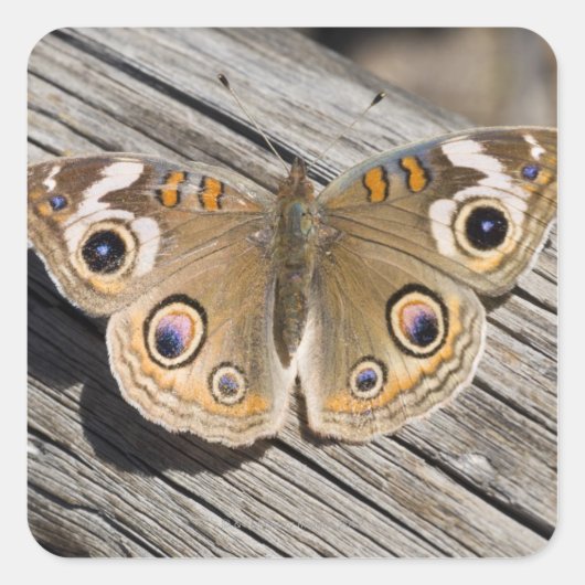 Sluiting van de speenvlinder (Junonia) Vierkante Sticker (Voorkant)