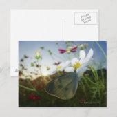 Sluiting van de vlinder op bloemen briefkaart (Voorkant / Achterkant)
