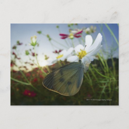 Sluiting van de vlinder op bloemen briefkaart (Voorkant)