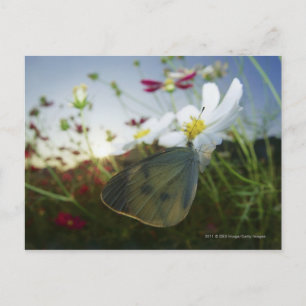 Sluiting van de vlinder op bloemen briefkaart