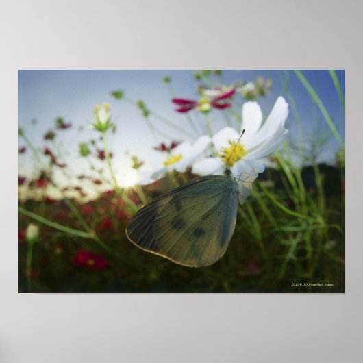 Sluiting van de vlinder op bloemen poster (Voorkant)