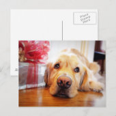 Sluiting van de waanzinnige Golden Retriever-hond Briefkaart (Voorkant / Achterkant)