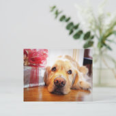 Sluiting van de waanzinnige Golden Retriever-hond Briefkaart (Staand voorkant)