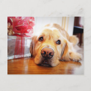 Sluiting van de waanzinnige Golden Retriever-hond Briefkaart