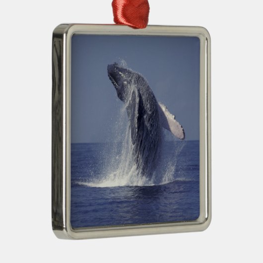 Sluiting van de walvis (Megaptera Metalen Ornament (Rechts)