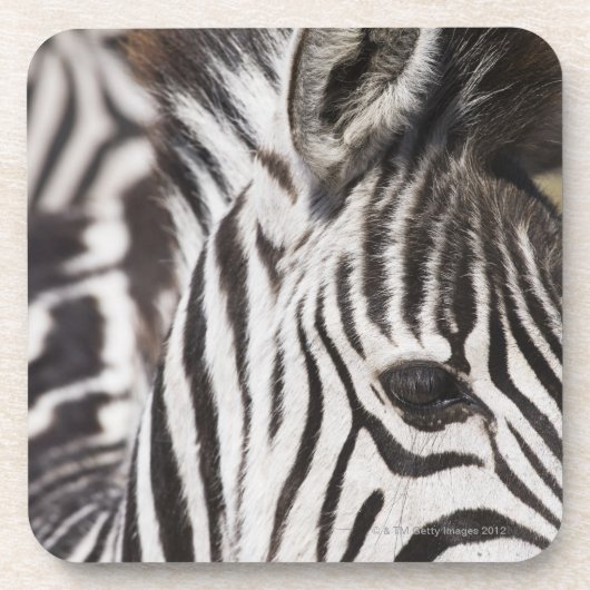 Sluiting van de zebra drankjes onderzetter (Voorkant)