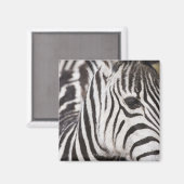 Sluiting van de zebra magneet (Voorkant / Achterkant)