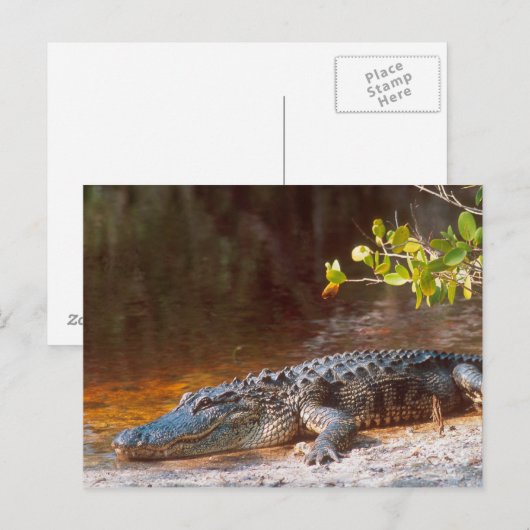 Sluiting van een amerikaanse alligator bij de N.N. Briefkaart (Voorkant / Achterkant)