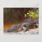 Sluiting van een amerikaanse alligator bij de N.N. Briefkaart (Voorkant)