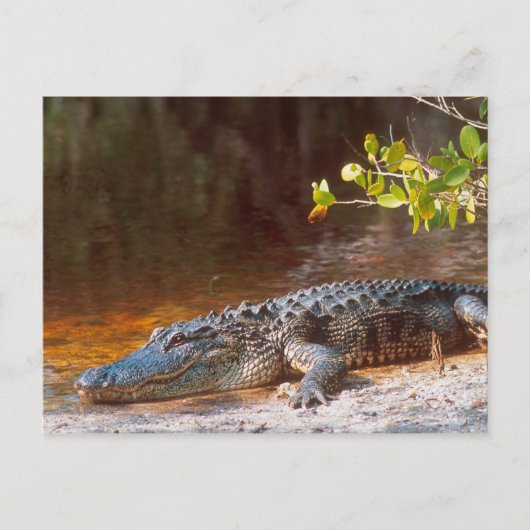Sluiting van een amerikaanse alligator bij de N.N. Briefkaart (Voorkant)