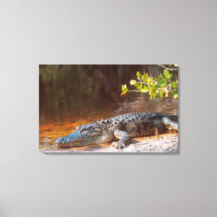 Sluiting van een amerikaanse alligator bij de N.N. Canvas Afdruk
