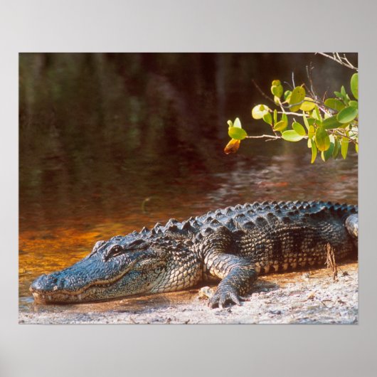 Sluiting van een amerikaanse alligator bij de N.N. Poster (Voorkant)
