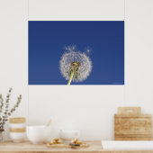 Sluiting van een andelion poster (Keuken)