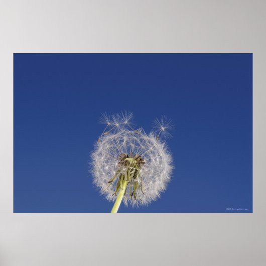 Sluiting van een andelion poster (Voorkant)