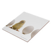 Sluiting van een baby-kuiken met drie eieren tegeltje (Zijkant)