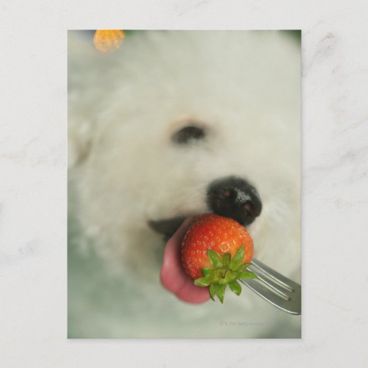 Sluiting van een Bichon Frise die een aardbei eet Briefkaart (Voorkant)