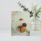 Sluiting van een Bichon Frise die een aardbei eet Briefkaart (Staand voorkant)