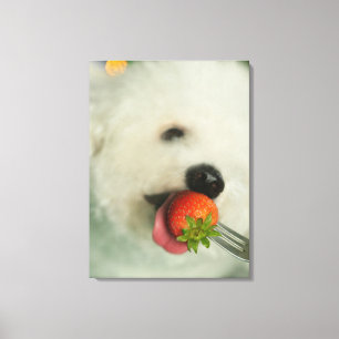 Sluiting van een Bichon Frise die een aardbei eet Canvas Afdruk