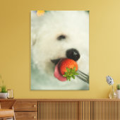 Sluiting van een Bichon Frise die een aardbei eet Canvas Afdruk (Insitu (Woonkamer))