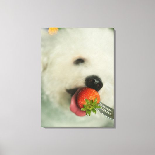 Sluiting van een Bichon Frise die een aardbei eet Canvas Afdruk (Voorkant)