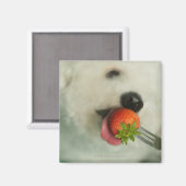 Sluiting van een Bichon Frise die een aardbei eet Magneet (Voorkant / Achterkant)