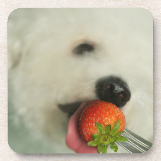 Sluiting van een Bichon Frise die een aardbei eet Onderzetter (Voorkant)