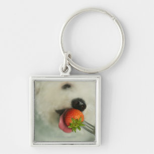 Sluiting van een Bichon Frise die een aardbei eet Sleutelhanger
