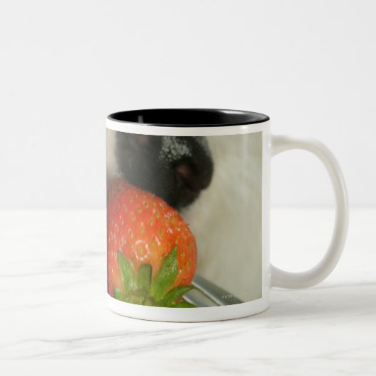 Sluiting van een Bichon Frise die een aardbei eet Tweekleurige Koffiemok (Rechts)