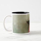 Sluiting van een Bichon Frise die een aardbei eet Tweekleurige Koffiemok (Links)