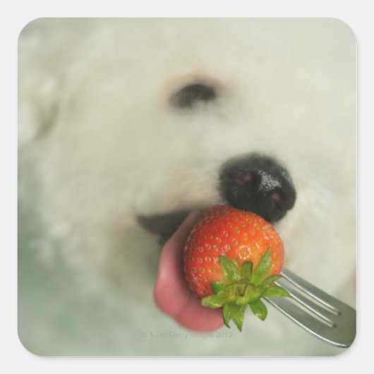 Sluiting van een Bichon Frise die een aardbei eet Vierkante Sticker (Voorkant)