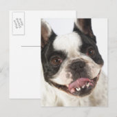 Sluiting van een Boston Terrier Briefkaart (Voorkant / Achterkant)