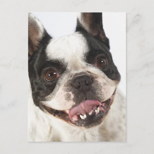 Sluiting van een Boston Terrier Briefkaart (Voorkant)