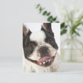 Sluiting van een Boston Terrier Briefkaart (Staand voorkant)
