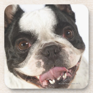 Sluiting van een Boston Terrier Drankjes Onderzetter