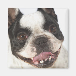 Sluiting van een Boston Terrier Magneet
