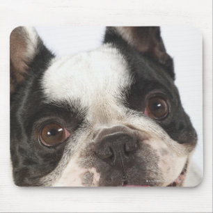 Sluiting van een Boston Terrier Muismat