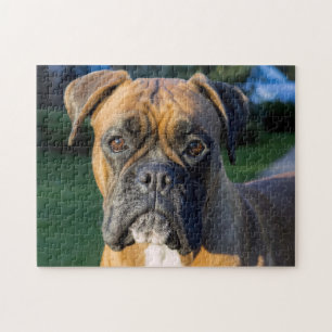 Sluiting van een Boxer Dog Legpuzzel