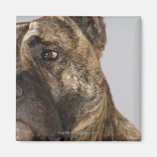 Sluiting van een Boxer Magneet (Voorkant)